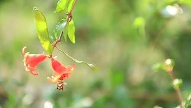 清晨公园里蜜蜂忙着采花蜜4K实拍唯美清新视频的预览图
